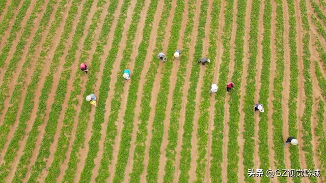 岑巩：太子参种植管护忙