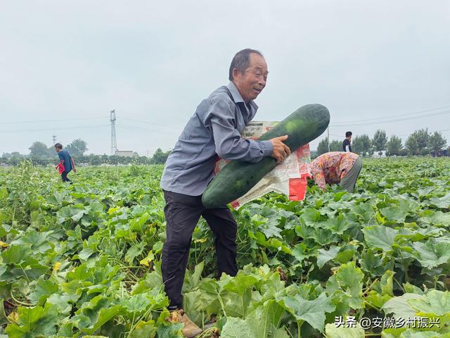 安徽蒙城许疃镇：冬瓜地里采收忙