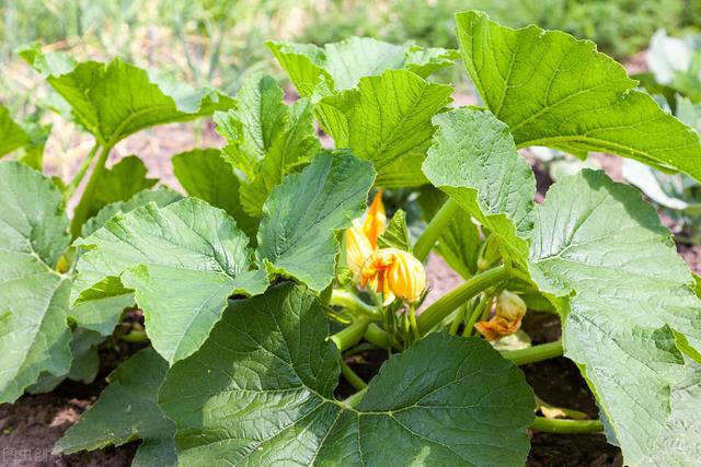 日光温室西葫芦间作豆角、番茄栽培模式，学到就是赚到