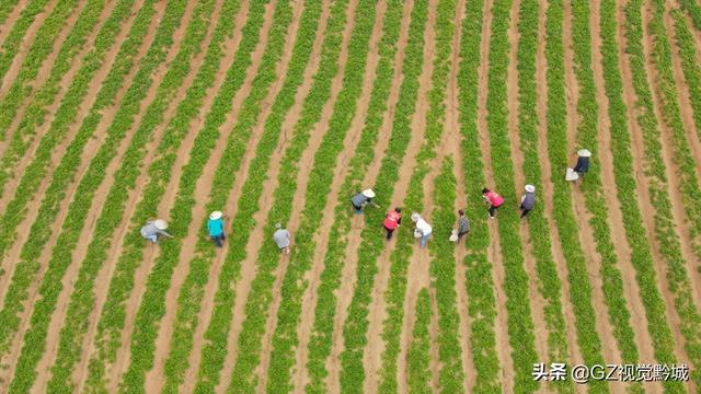 岑巩：太子参种植管护忙