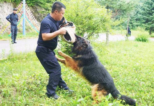 我的创建故事｜萌犬奇兵护平安