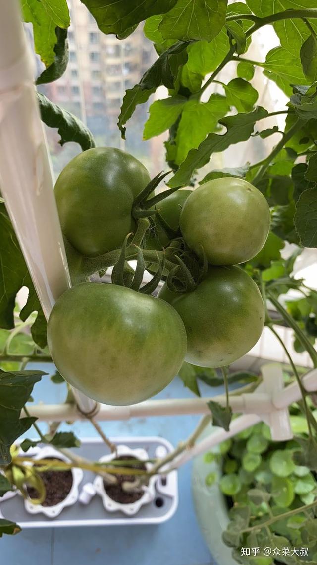 阳台种菜黑科技，家庭蔬菜种植机