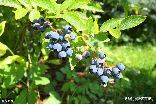 蓝莓无公害栽培技术，种植方法你都了解吗？不妨一看