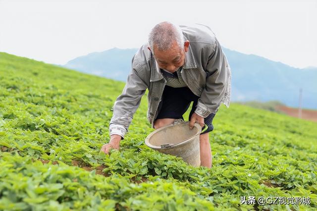 岑巩：太子参种植管护忙