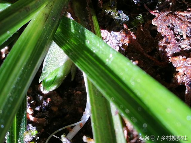 野生兰花切忌赌草，真正的野生珍品兰花太少了，别存侥幸之心