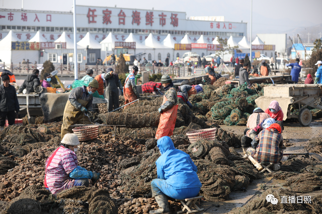 日照这类海鲜大丰收！现在吃正是时候！