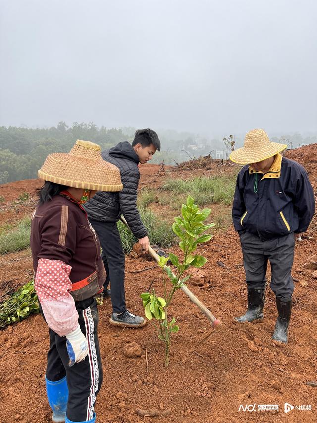 返乡种树振兴化橘红，90后全国人大代表与数十万粤西人的梦