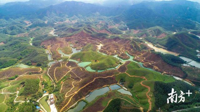 桉树林变身特色经济林，高明山林既有颜值又能惠民