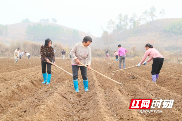 湖南新田：冬日香芋种植忙（组图）