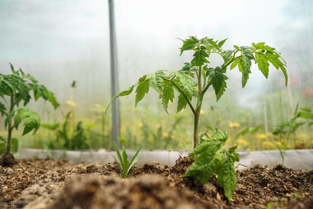 日光温室西葫芦间作豆角、番茄栽培模式，学到就是赚到