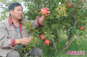 淄博市火龙果种植基地(淄博淄川：天然富硒资源让“土疙瘩”变“金招牌”)