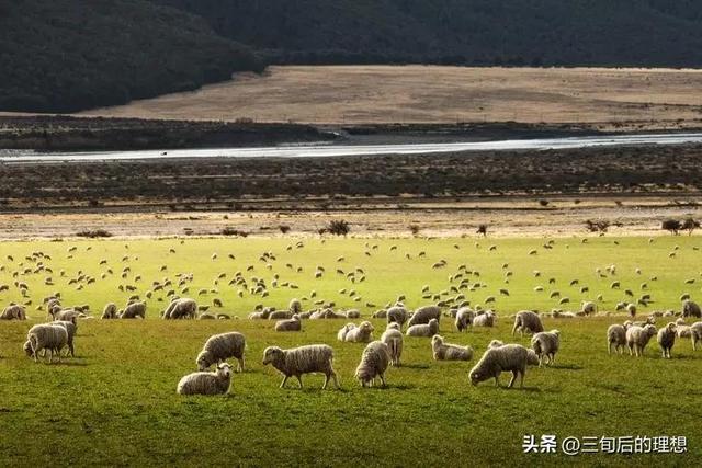 牛羊养殖的宝典，养殖户：积累经验，学会管理，吃苦耐劳是关键