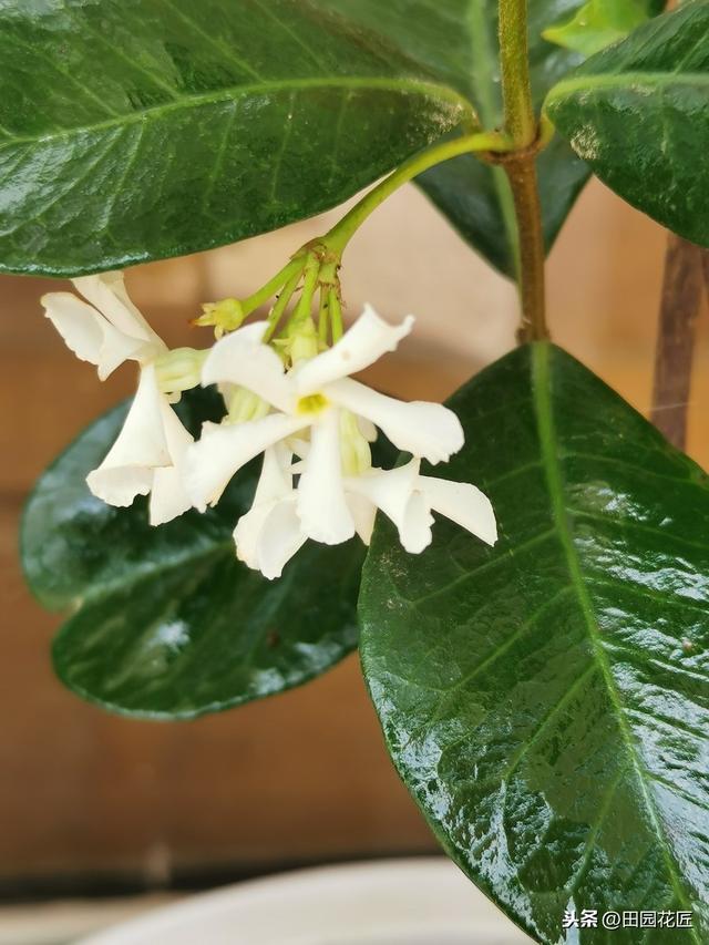 风车茉莉，花香浓郁，只需这样养护，叶色青翠繁茂，花开如瀑布