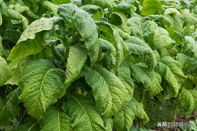 烟草种植过程复杂，得经过这些工序