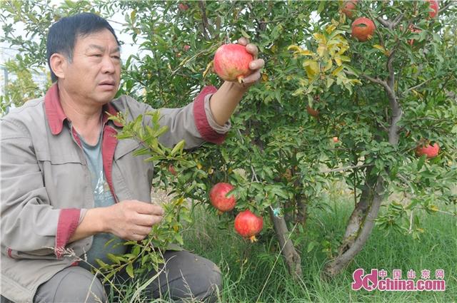 淄博淄川：天然富硒资源让“土疙瘩”变“金招牌”