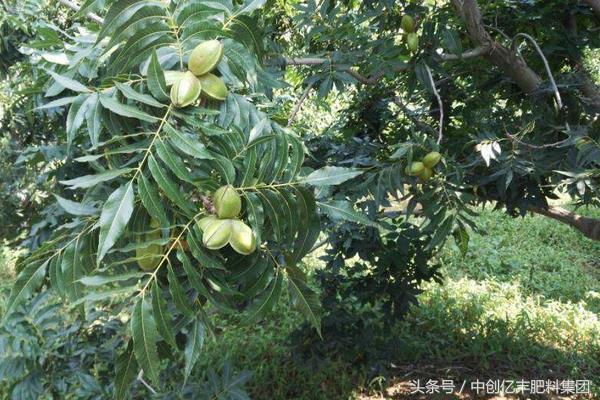 碧根果种植条件 碧根果适合种植地区