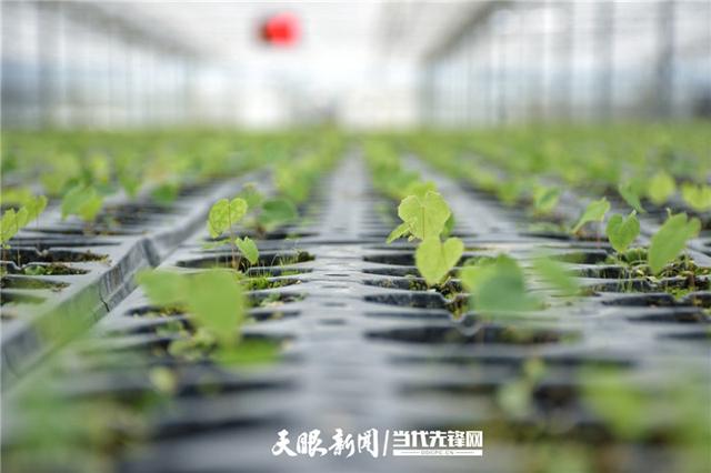 黔山“仙草”出灵药！去年贵州中药材产量达274.13万吨，产值262.59亿元