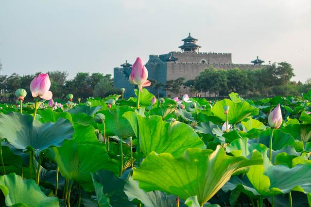 周末哪里玩！你知道沧州这个地方藏着华北地区县级城市中最大的淡水型公园吗？