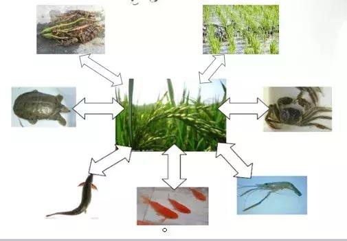 别再傻傻种水稻，顺便养些鱼虾和鳖蟹，增收不是点把点，秘诀在这