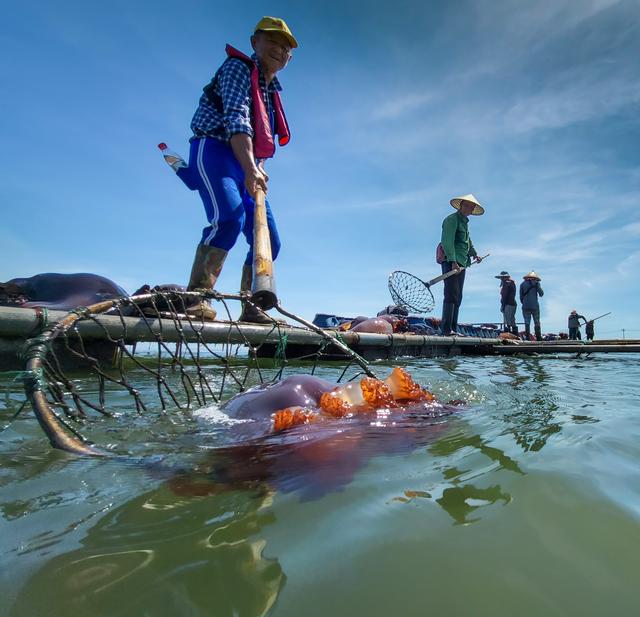 每天捕捞5万斤鲜美海蜇｜温州湾新区这家国有企业跨界转型探出养殖“新门道”