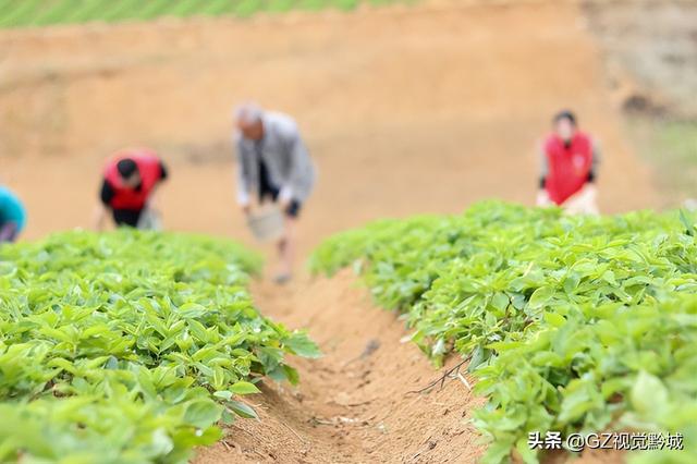 岑巩：太子参种植管护忙