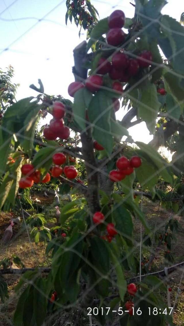 樱桃树整形修剪存在的问题及解决方法！如何结合自身实际修剪