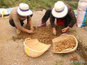 黑花生适合那里种植(罗平县九龙街道：种植黑花生 拓宽致富路)