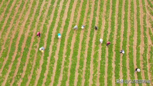 岑巩：太子参种植管护忙