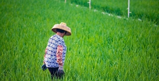 农民种地补贴知多少，了解补贴，有助于粮食的安全生产