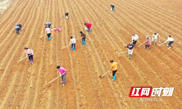 湖南新田：冬日香芋种植忙（组图）