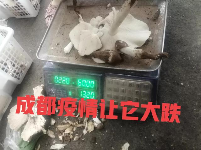 限时生长的菌中之王，既美味又清香，想吃还不一定能买到