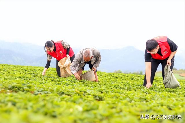 岑巩：太子参种植管护忙