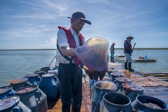 每天捕捞5万斤鲜美海蜇｜温州湾新区这家国有企业跨界转型探出养殖“新门道”