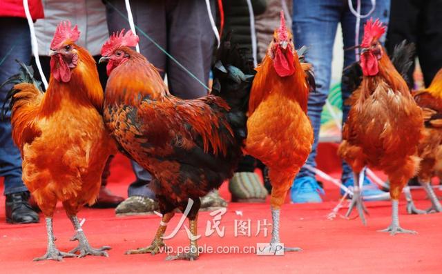 四川华蓥：养殖大户土鸡“选美”