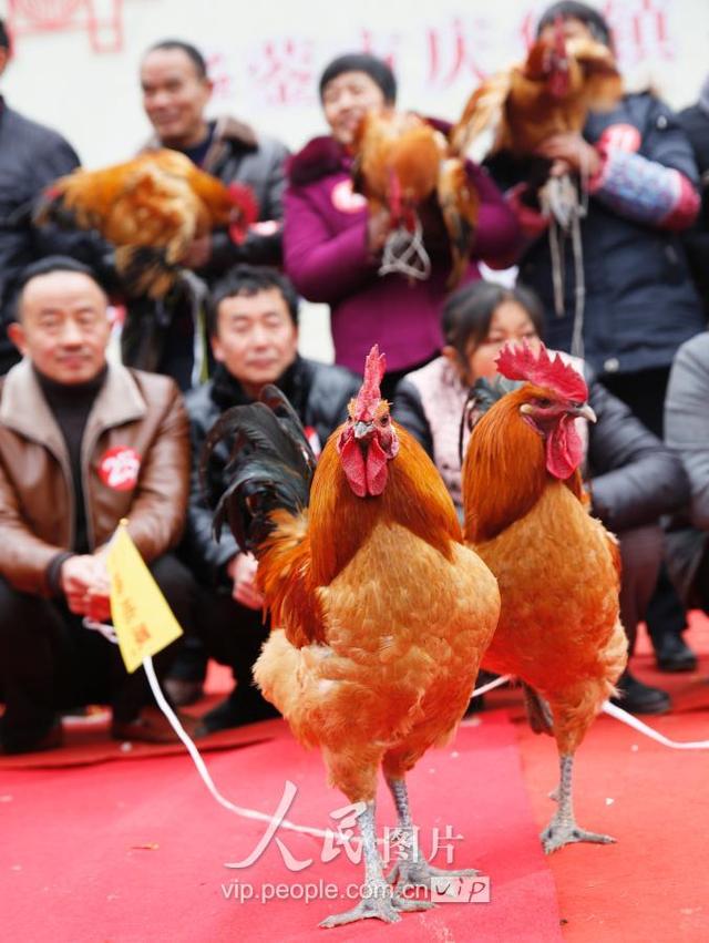 四川华蓥：养殖大户土鸡“选美”