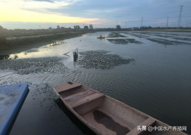 养蟹界有股新势力，缔结联盟养甜蟹，产量规格品质一样都不少！