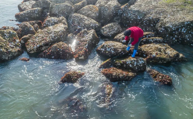 冬天赶海 别样的“海趣”