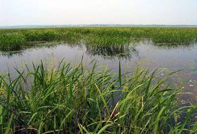 「野生动植物」“中国鹤湖”修生态“庭院” 俟候鸟南飞