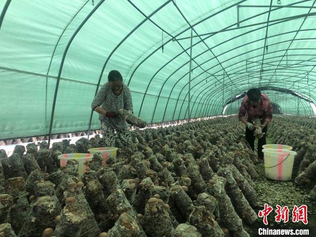 食用菌变“小康菌”：四川白朝乡的“科技致富经”