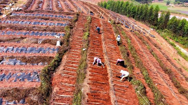 邕宁区那楼镇：土里种出大淮山 技术创新大丰收