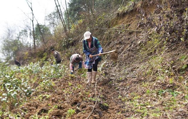 百里杜鹃仁和乡：中药材种植走出乡村振兴特色路