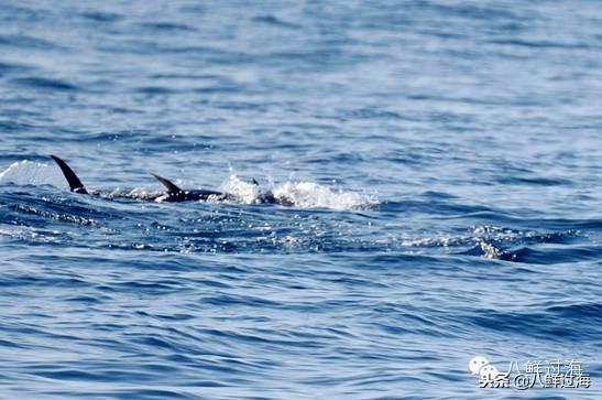 蓝鳍金枪鱼：“海底熊猫”的未知命运！