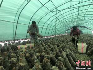 夏菇草种植(食用菌变“小康菌”：四川白朝乡的“科技致富经”)