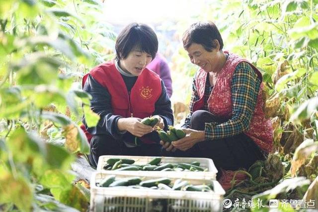 临沂：“网红”走进蔬菜大棚，帮菜农广撒网卖菜