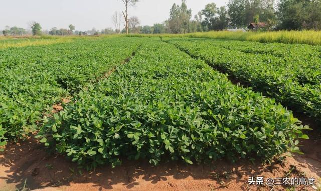 种植花生，改变一些种植老习惯，灵活“三改”变，提高产量促丰收