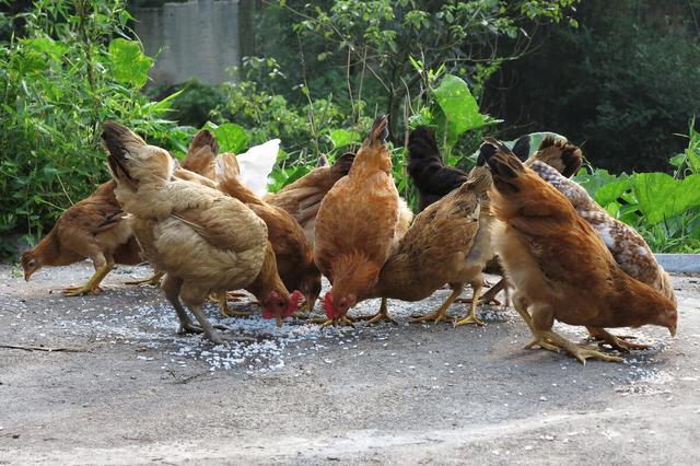 养鸡第八节——鸡苗22~30日龄的管理