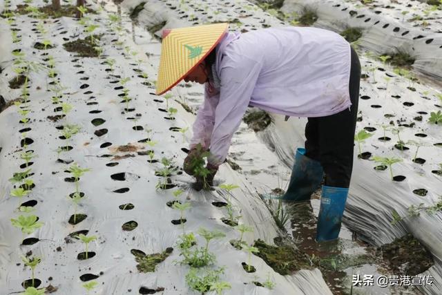 贵港这里400多亩魔芋种植产业带动村民增收就业