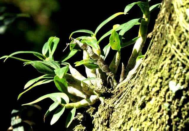 铁皮石斛玩出“新花样”，石头、树根、木板，养起来太好看了！