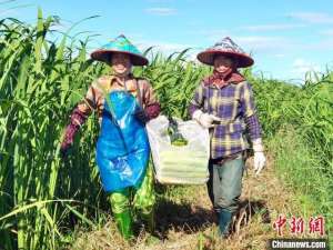 浙江种植什么最赚钱(（乡村行·看振兴）吉林盐碱地茭白走俏江浙沪)