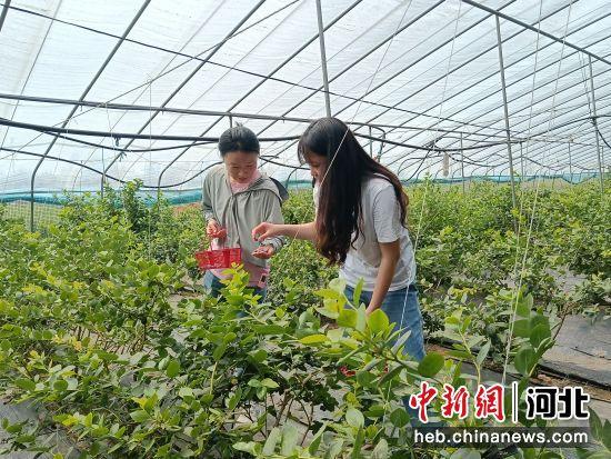 河北遵化：蓝莓飘香采摘忙